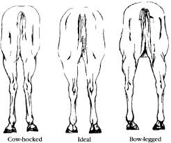 What To Look For In A Racehorse Conformation Buyers Guide