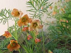 Image result for Hermannia kirkii