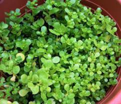 Maybe you would like to learn more about one of these? The Perks Of Growing Purslane Horticulture