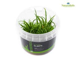 Image result for Eriocaulon setaceum