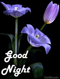 Night wishes good night flowers good night moon good night image good night love images good morning good night good knight day for night. Beautiful Good Night Flowers Hd Image Good Night Flowers Good Night Image Good Night Beautiful