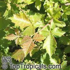 Image result for Searsia dentata