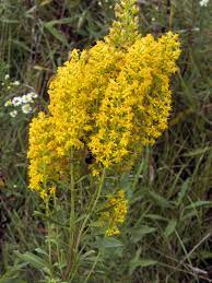 Solidago Speciosa Showy Goldenrod Npin Behind Sea Of Gold Juniper And Mt Mint 2019 Native Plant Gardening Native Plants Plants