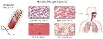 Which of the following statements about cells is false? What Is Life Article Intro To Biology Khan Academy