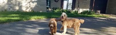 Check spelling or type a new query. Goldendoodle Breeder Puppies For Sale Hilltop Pups Llc