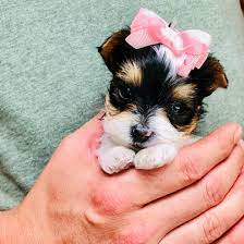 Female chocolate parti shorkie shihtzu yorkie. Heritage Hill Yorkies