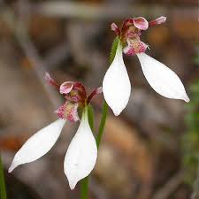 Image result for Orchidaceae