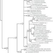 Image result for Pauridiantha dewevrei