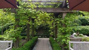 Image result for pruning grapes on a pergola