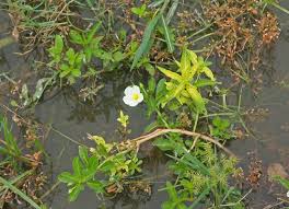 Image result for Ludwigia adscendens