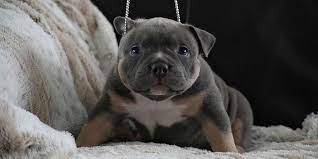 Has had her shots, dewormed and vet checked.mom and dad are great dogs and have great temperament is. Frequently Asked Questions Buying An American Bully Puppy Extreme Build Pocket Bully S American Bully Pocket Bully American Pocket Bully