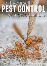 Since 1982, we've provided recommendations for insect and rodent control using professional pest can't find the answer to your pest control question? No1 Pest Control Brisbane No1pestbri Profile Pinterest