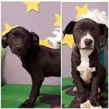 Available Pets At Angels Among Us Pet Rescue Inc In Alpharetta Georgia Animal Rescue Pet Adoption Dog Pounds