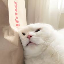 Find over 100+ of the best free cute cat images. Aesthetic Cats Cute Cats And Aesthetic Animal Image 6305705 On Favim Com