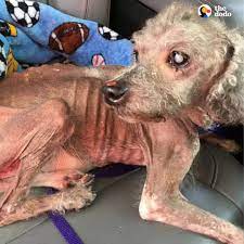 This neglected poodle was starved for so long he'd forgotten how to eat 💔