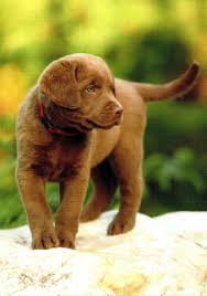 Image result for chesapeake bay retrívr