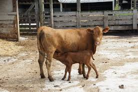Les garçons n'ont joue pas du piano. Pourquoi Et Comment Remplacer Le Lait De Vache Le Palais Savantle Palais Savant