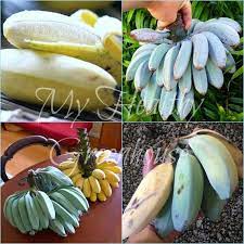 The blue java banana originated from south east asia and spread through continents such as northern australia, hawaii, central america and fiji. Extremely Rare Semi Dwarf Blue Java Or Named Ice Cream Banana Seeds Zone 8 Plants Seedlings Plants Seeds Bulbs