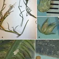 Image result for Dactyloctenium geminatum