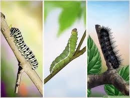 We did not find results for: 3 Ways To Get Rid Of Caterpillars Wikihow