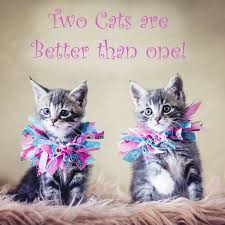 Emma And Emily From Animal Welfare League Nsw Shoalhaven Animal Welfare League Animals Adoption