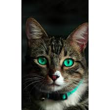 Pin By Emine Unlu On Tontisler Cute Cats Cute Animals Cats