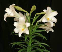 Petals can be just about any color from white to almost black, and everything in between. Easter Lily Lilium Longiflorum Wisconsin Horticulture