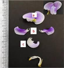 Image result for Dolichos sericeus