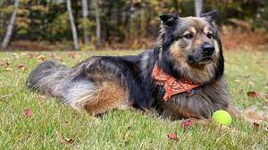 Cross a chow chow with a german shepherd, and you will get an adorable, fluffy mixed breed of dog. Chow Shepherd The Chow Chow And German Shepherd Mix Breed Youtube