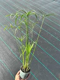 Image result for Cyperus sp.no.4