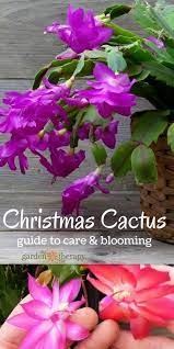 How To Get A Christmas Cactus To Bloom Watering Propagating More Jardin De Cactus Plantas Suculentas Cactus Y Suculentas