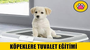 Kopeklere Tuvalet Egitimi Nasil Verilir Renkli Pati