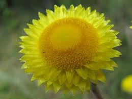 Image result for Helichrysum cooperi