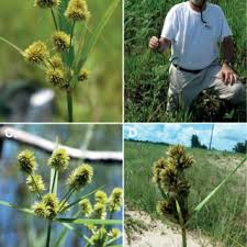 Image result for Cyperus cuspidatus