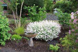Dwarf Japanese Variegated Willow Shrub In Pots Google Search Plants Spring Landscaping Beautiful Gardens