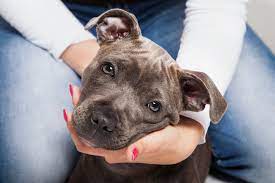 Why Does My Dog Grunt When I Pet Him 7 Reasons Why