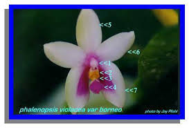 Image result for Ancistrorhynchus tenuicaulis