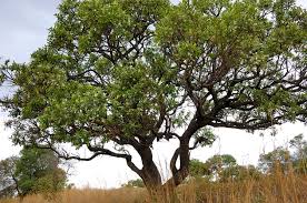 Image result for Ozoroa