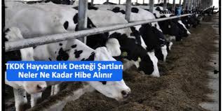 Bu programın da 2021 yılı kosgeb destekleri arasında yer alması bekleniyor. Tkdk Hayvancilik Destegi Sartlari Neler Ne Kadar Hibe Alinir Subeye Gitmeden Aninda Online Kredi