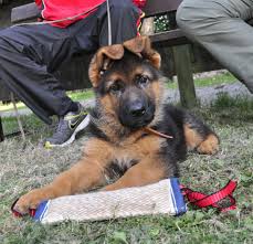 Take a look at the following table below for a quick overview of different breeders and rescues and their price for german shepherd puppies. How Much Does It Cost To Train A German Shepherd The Shocking Truth Shepherd Sense