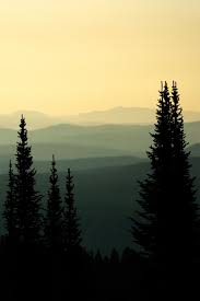 Your True Colors Forest Silhouette Landscape Landscape Photography