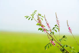 Image result for Indigofera garckeana