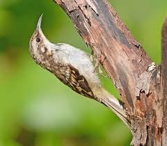 The climate is subtropical with hot summers and mild winters. Popular Backyard Birds Of South Carolina With Pictures Birdwatching Tips