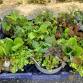Fall Plant Sale - Save the Dates!