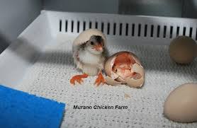 Statistics were performed using sas software (2003). How To Hatch Guinea Keets Murano Chicken Farm