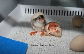 Maybe you would like to learn more about one of these? How To Hatch Guinea Keets Murano Chicken Farm