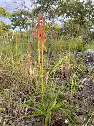 Image result for Aloe nuttii