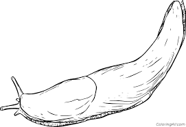 Click on the image to view the pdf. Realistic Slug Coloring Page Coloringall