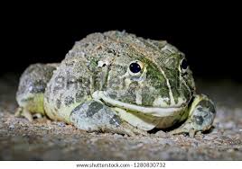 Image result for Pycreus africanus