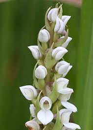 Image result for Brownleea maculata